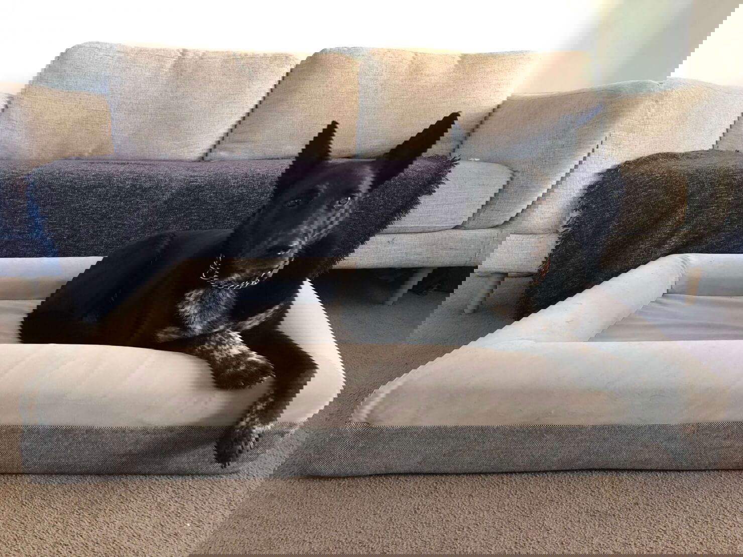 Daze In Bed