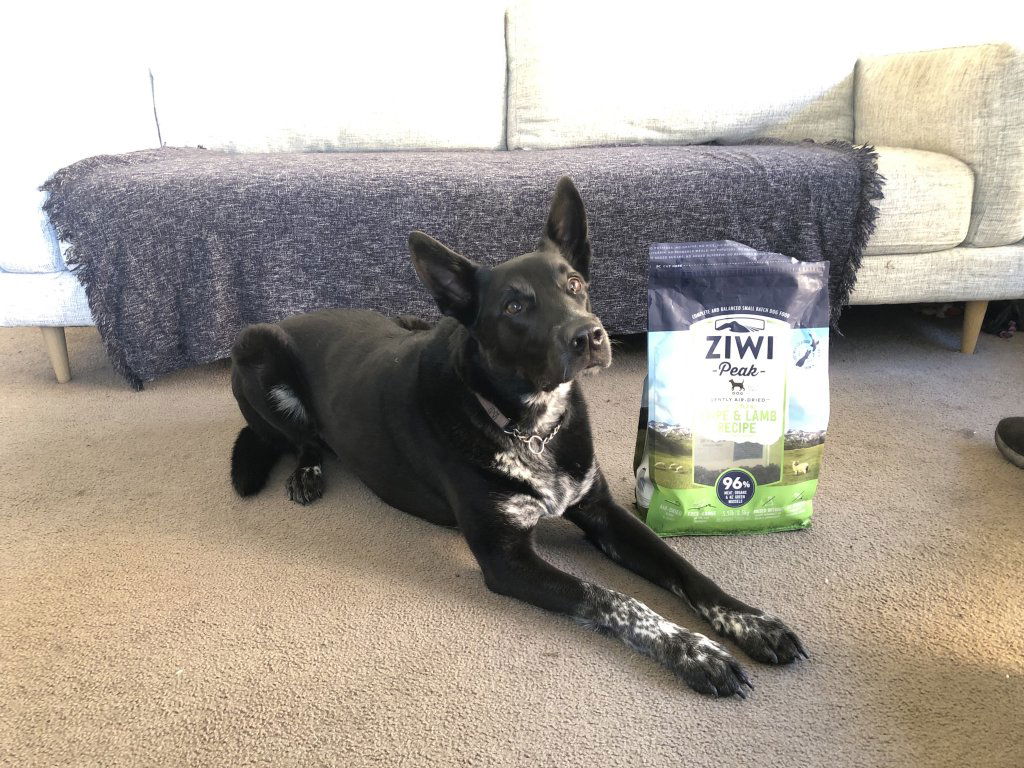 Daze With Dog Food