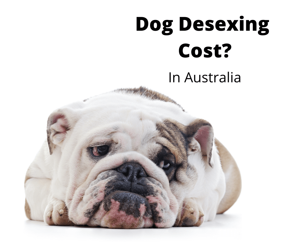 How Much Does Dog Desexing Cost In Australia (2023 Guide) -  Gentledogtrainers.Com.Au