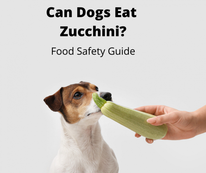 Jack Russell sniffing a zucchini