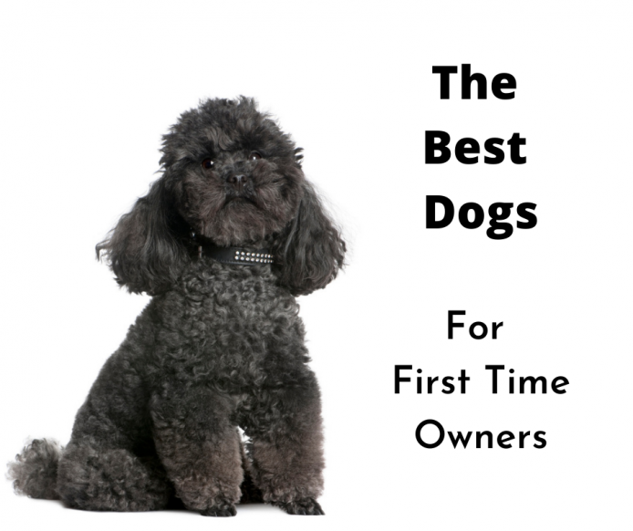 Toy Poodle