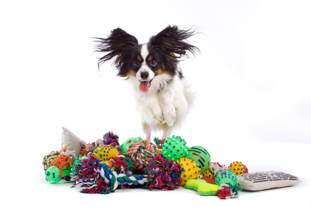 Papillon dog on a heap of toys