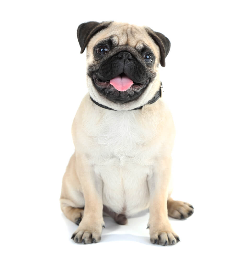 Pug dog