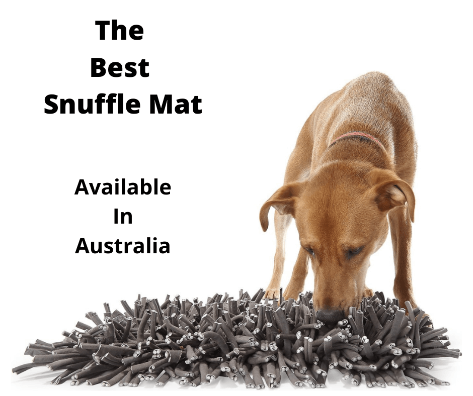 Dog sniffing food inside snuffle mat