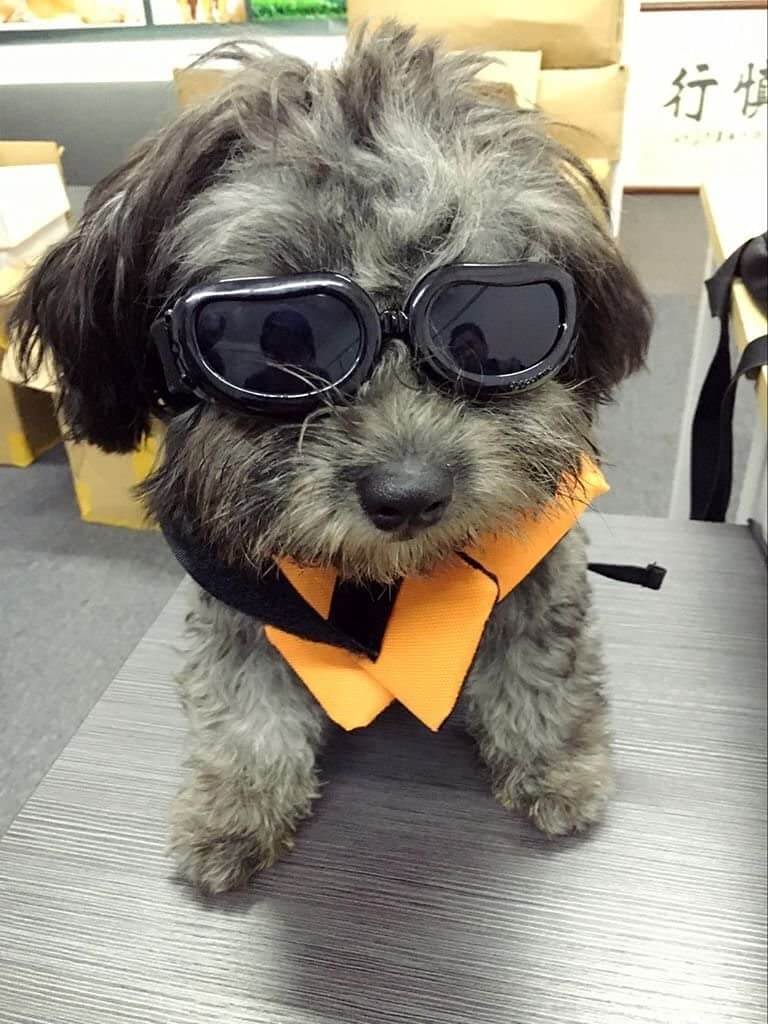 Enjoying Dog Goggles