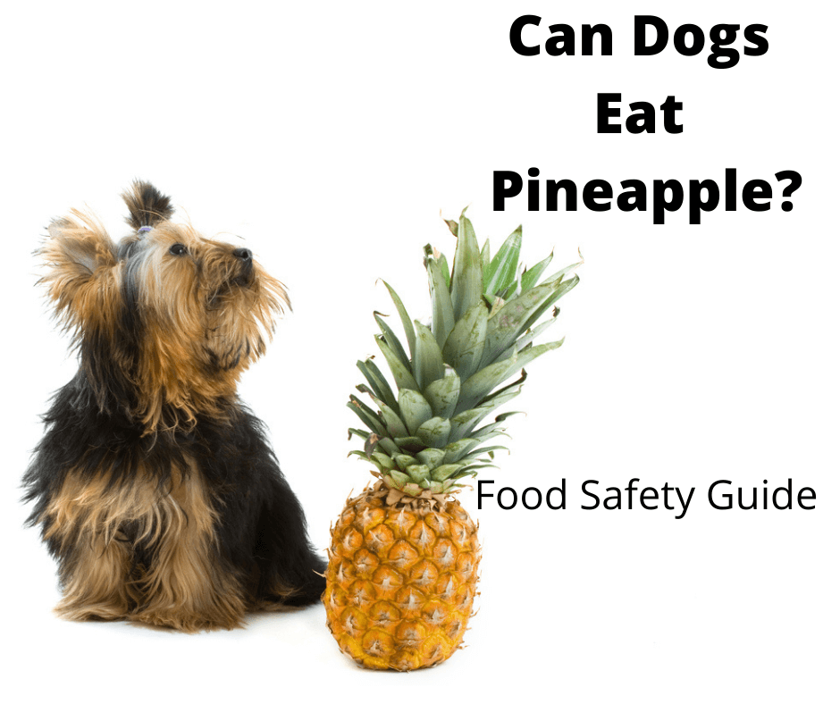 Dog sniffing pineapple