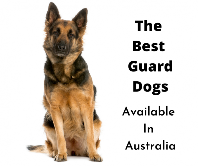German Shepherd Guard Dog