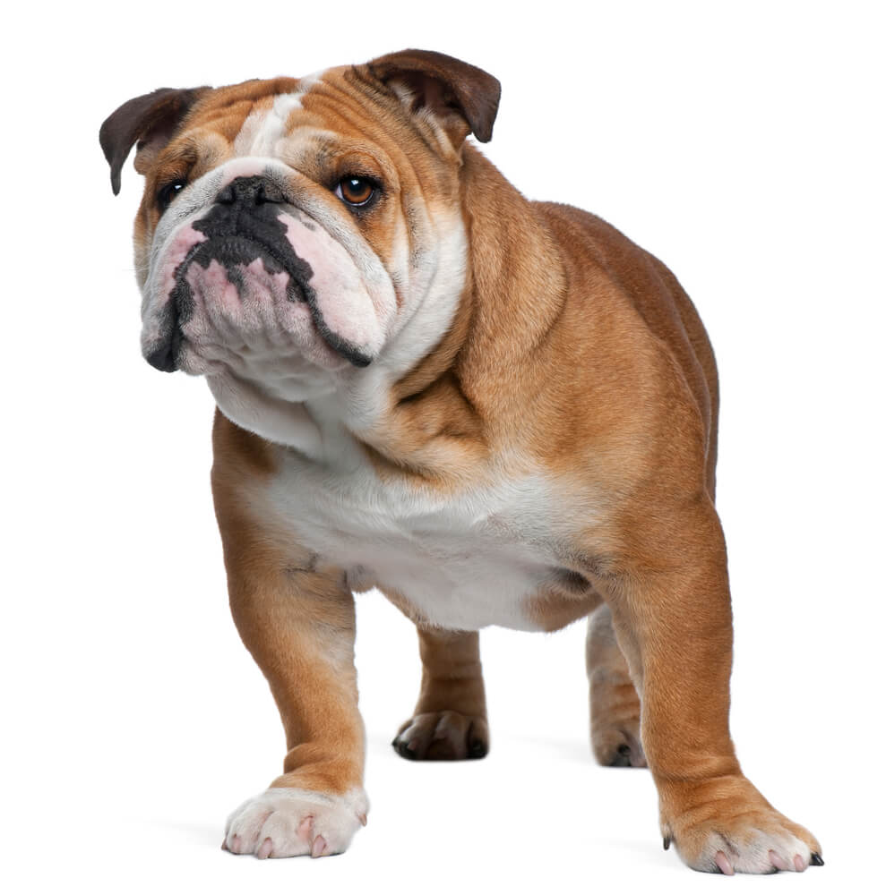 English Bulldog