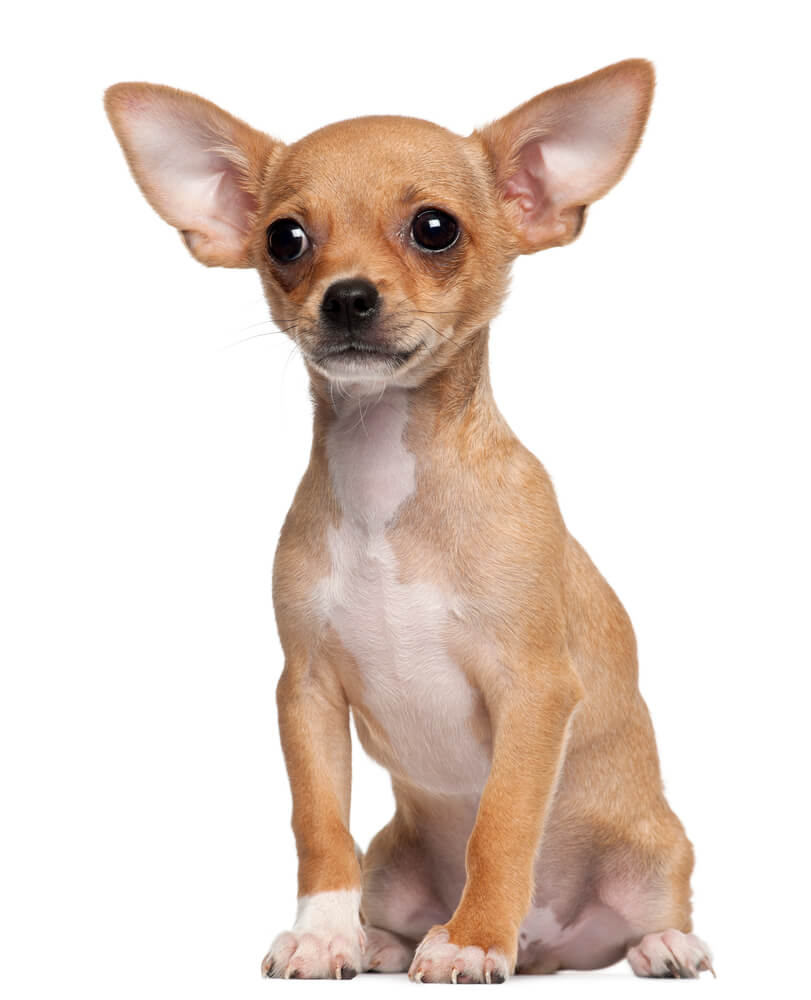 Chihuahua Puppy