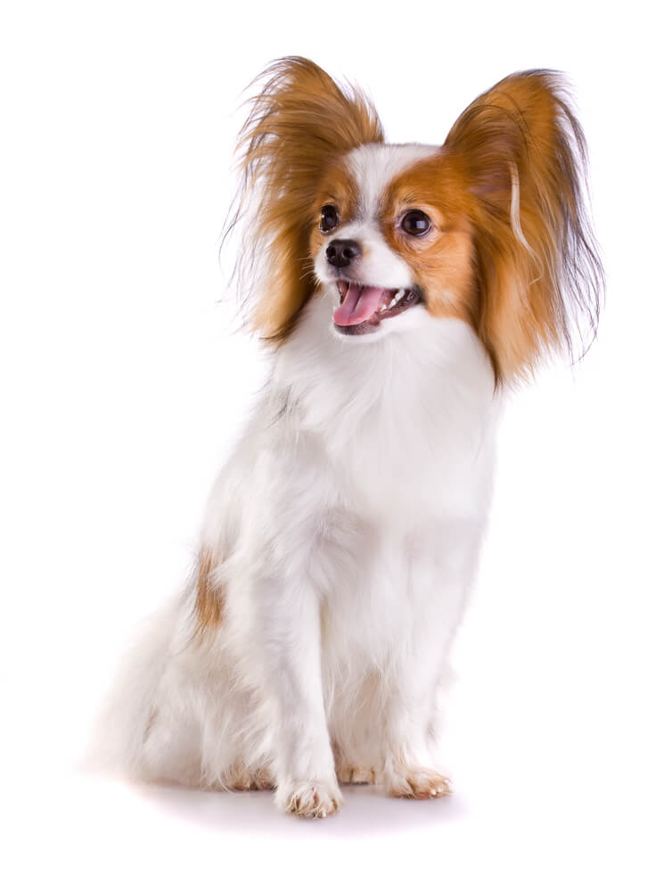 Papillon