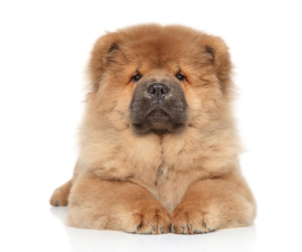 Chow-chow Dog