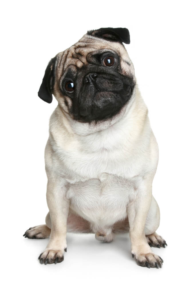Funny pug puppy sittng