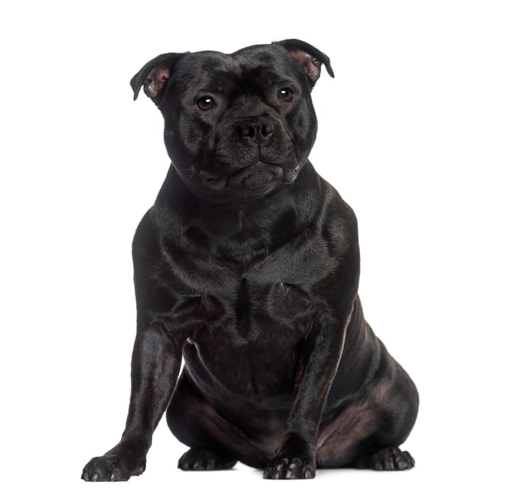 Staffordshire Bull Terrier sitting