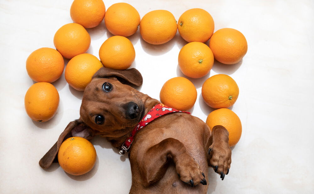 are oranges bad for my dogs