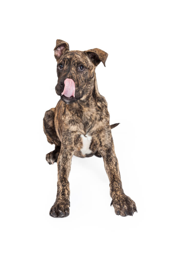 Mix breed dog