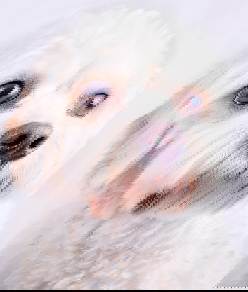 Cavoodle