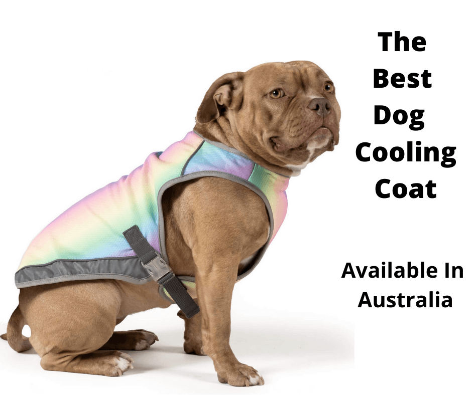Staffy wearing a cooling coat