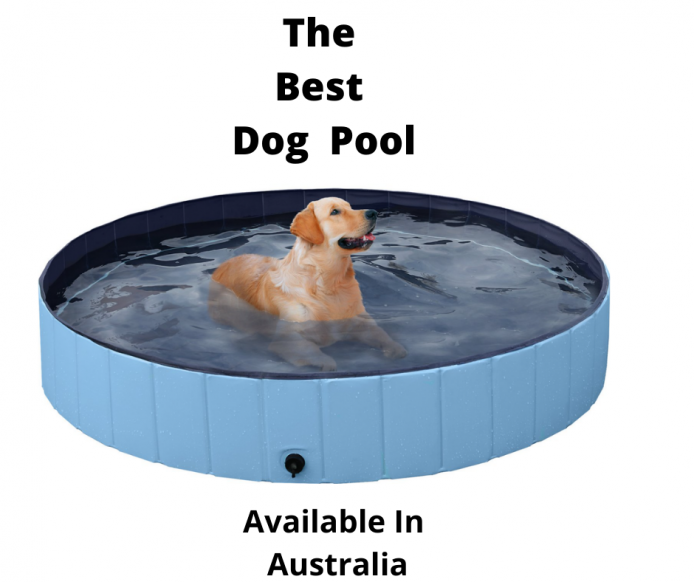 paddling pool small dog