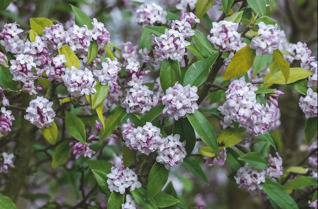 Daphne Shrub