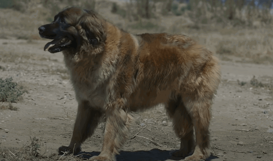 Leonberger