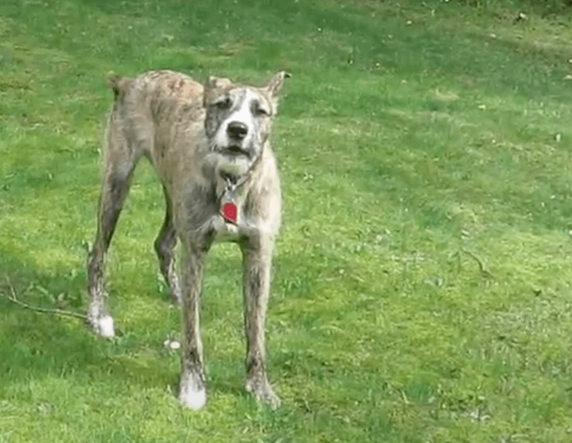 Australian Stag Hound