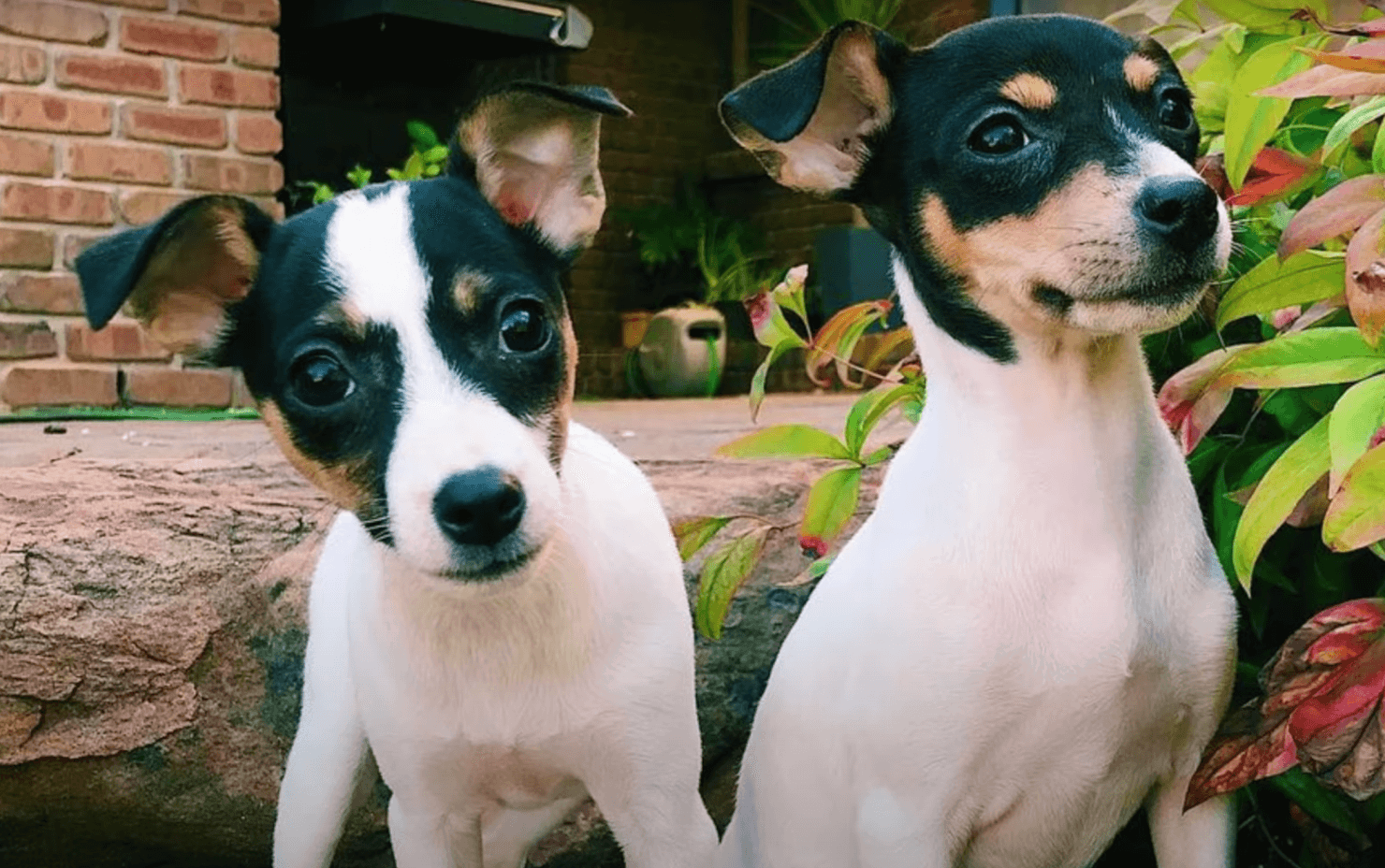 Tenterfield Terriers