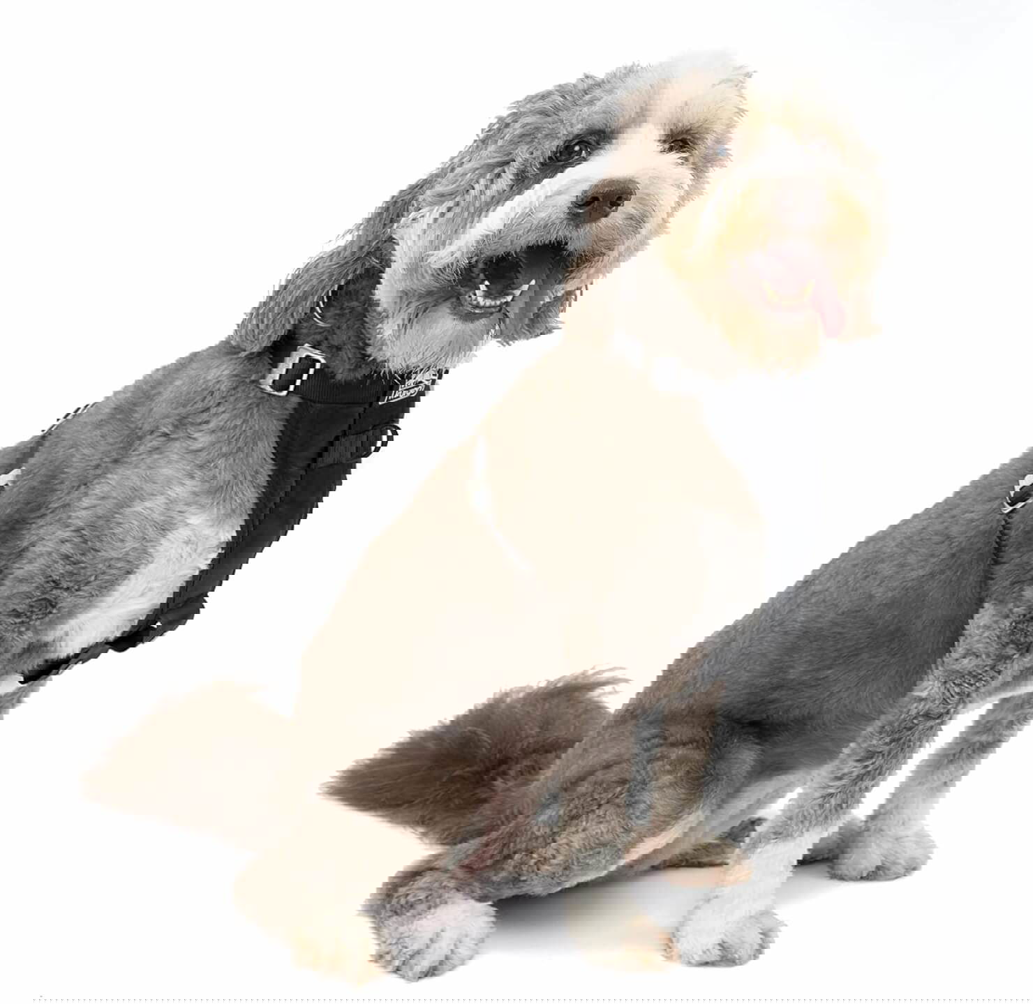 Kurgo Dog Harnes