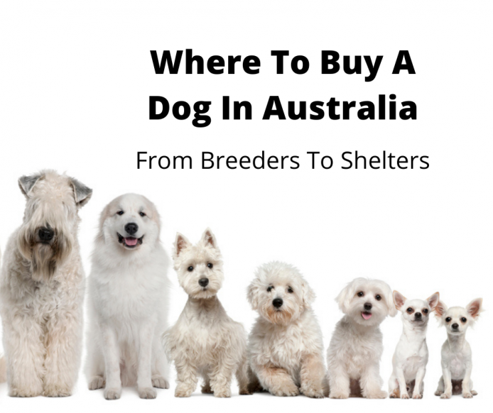 Row of white dogs