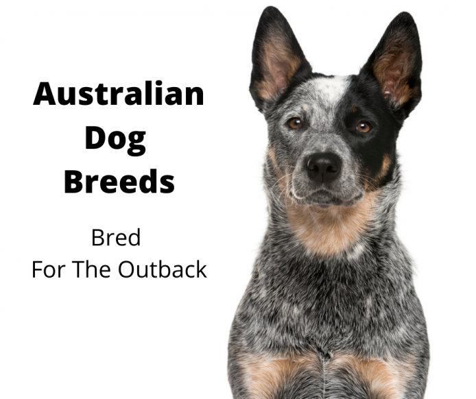Australian Cattle Dog