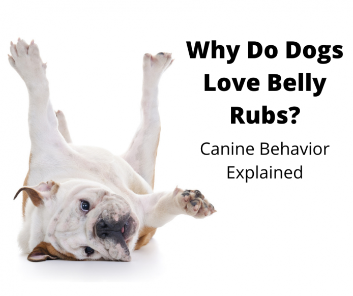 Why Do Dogs Love Belly Rubs Canine Behaviour Explained