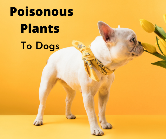 French Bulldog Smelling Flowers