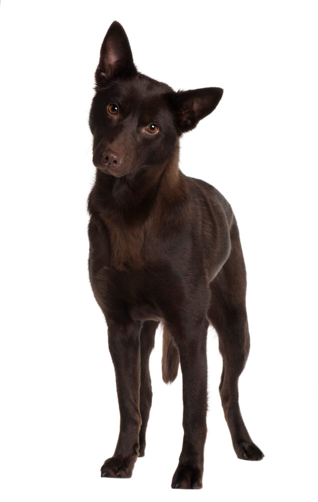 Kelpie
