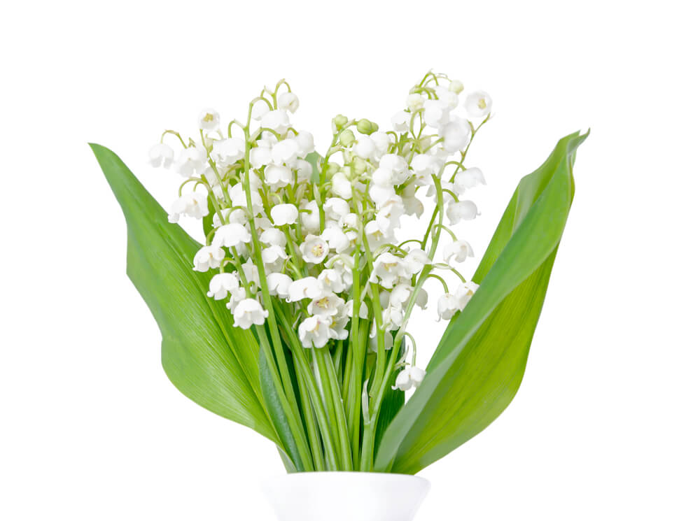 Lily of the valley