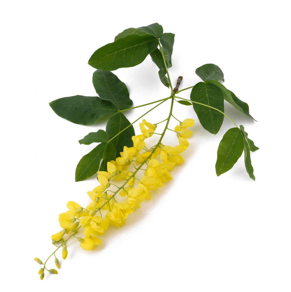 golden chain (Laburnum anagyroides)