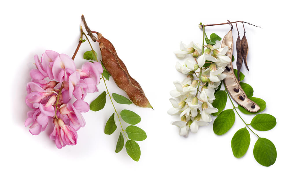 Black locust (Robinia pseudoacacia) and bristly locust (Robini)
