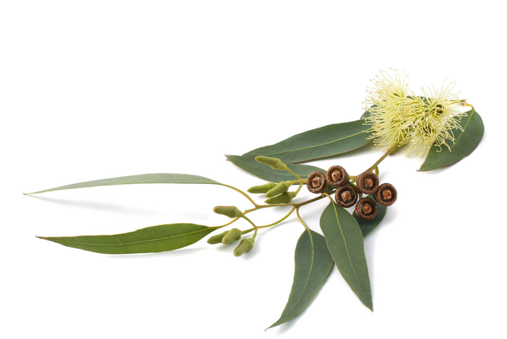 eucalyptus branch image