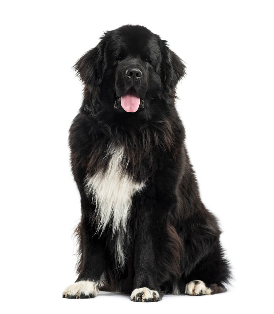 Newfoundland