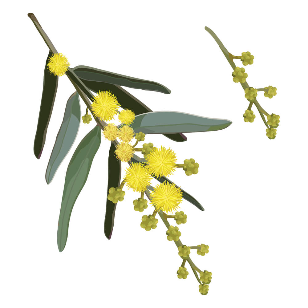 Australian Wattle Tree