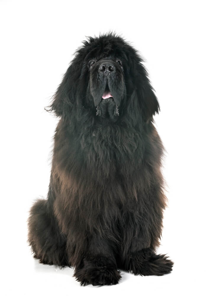 Tibetan Mastiff