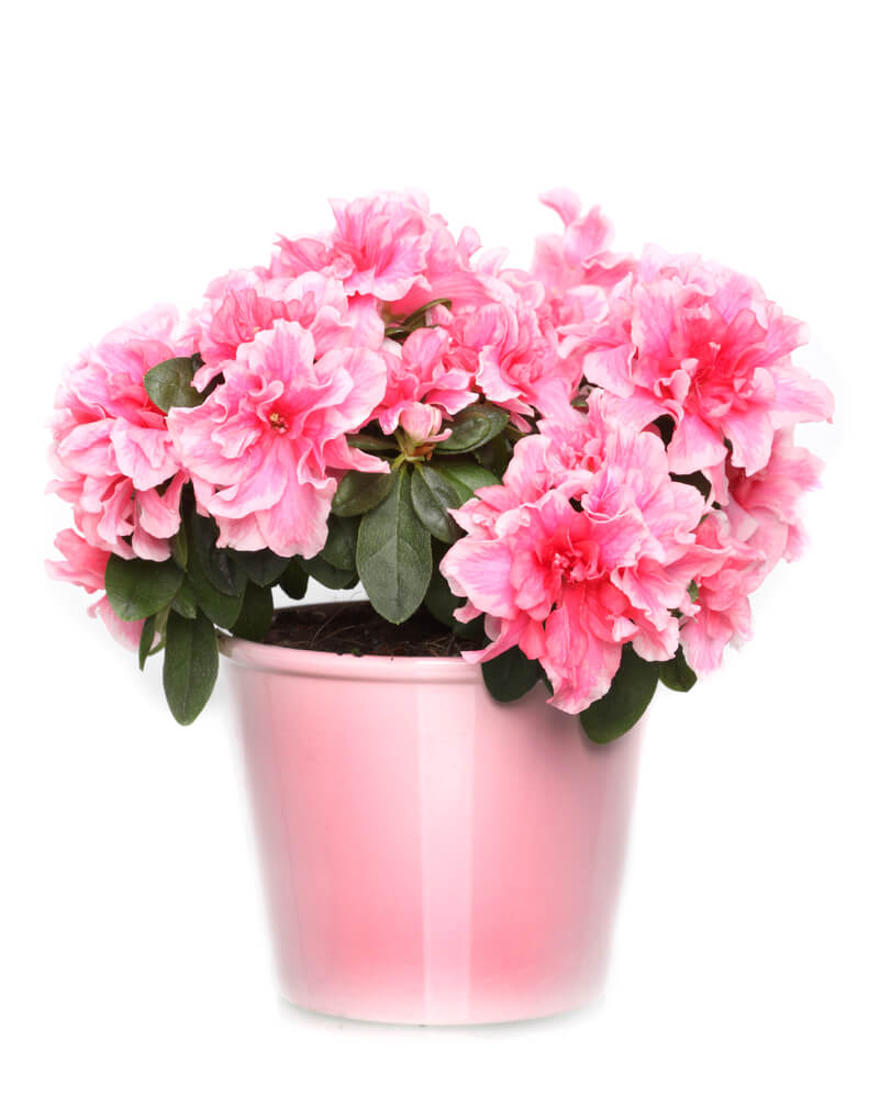 pink azalea