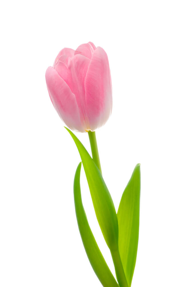 Tulip