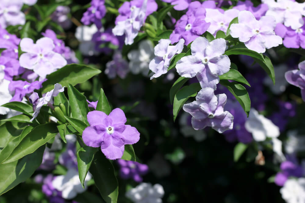Brunfelsia