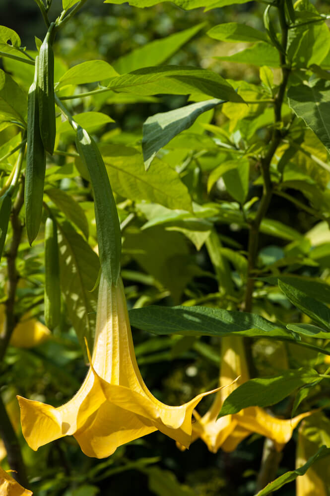 Angels Trumpet