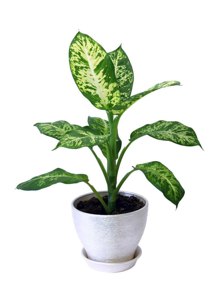 Dumb cane plant