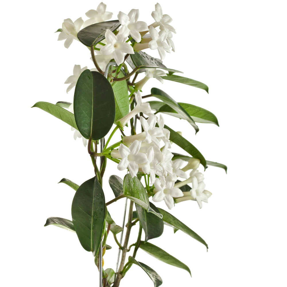 Madagascar Jasmine