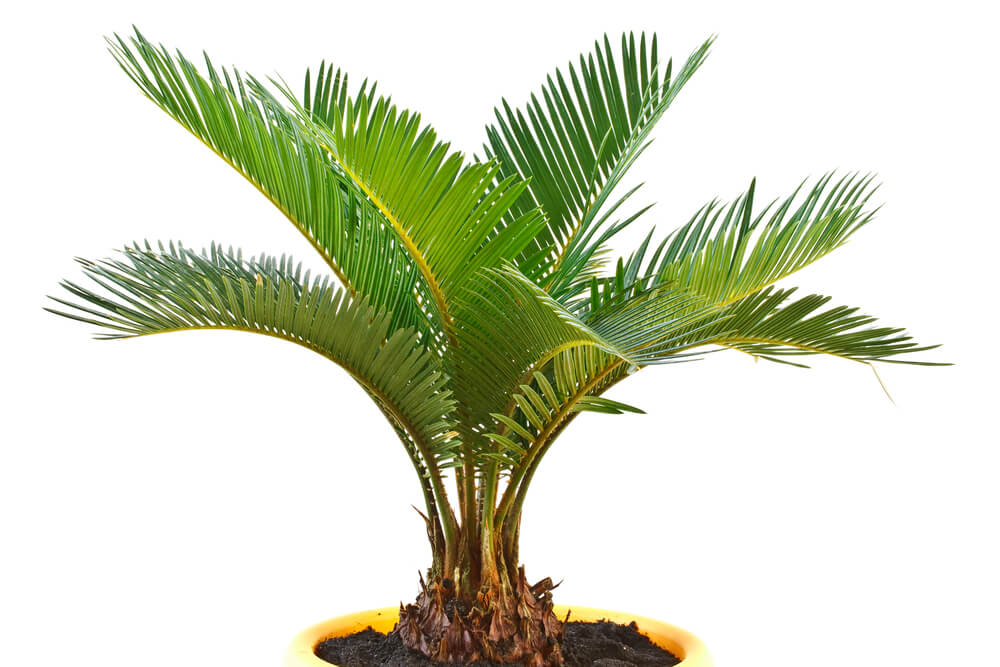 Sago Palm