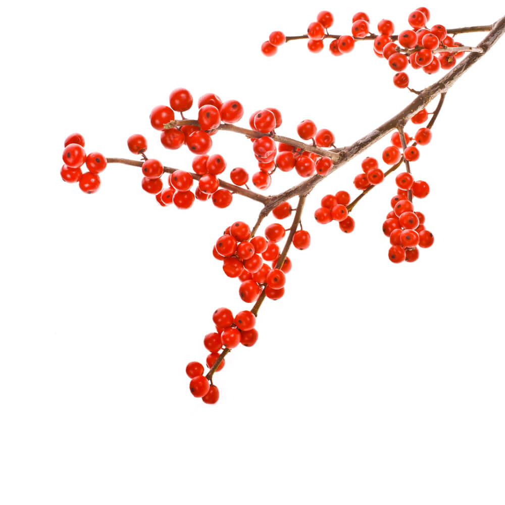 Holly