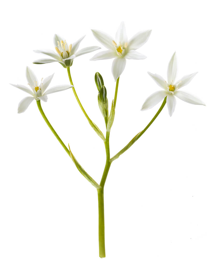 star of bethlehem