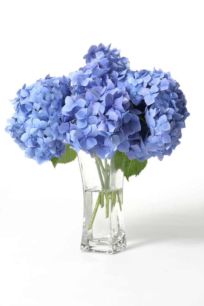 Hydrangeas in vase