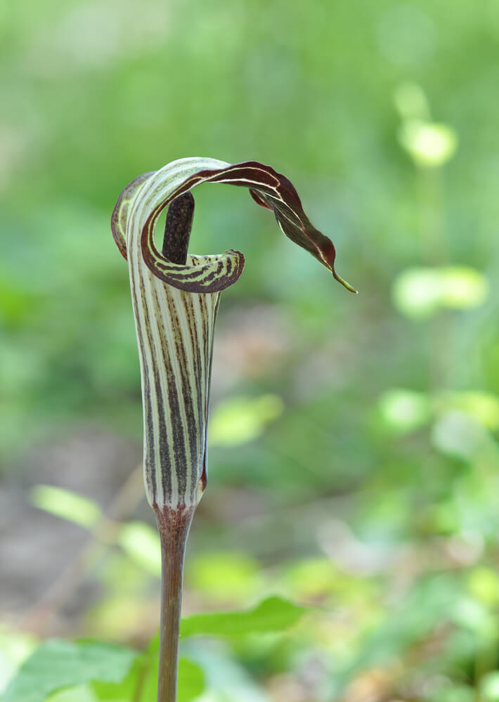 Jack-in-the-pulpit